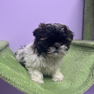 Male teddy bear $899