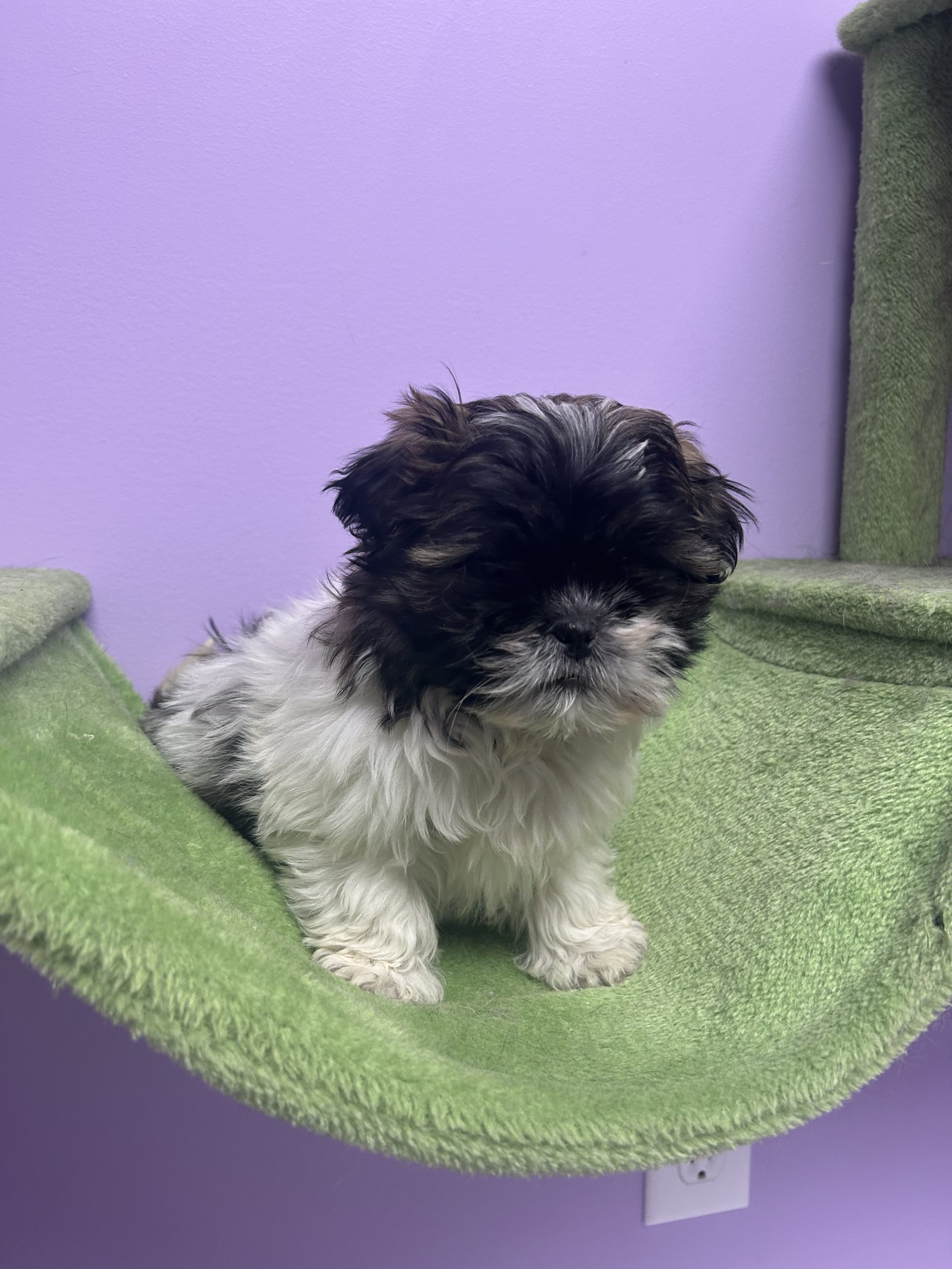 Male teddy bear $899