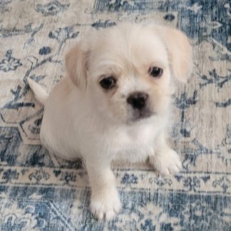 Female French bulldog- Shih-tzu $799