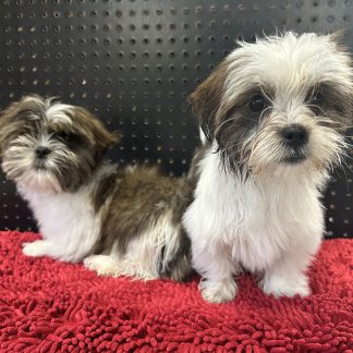 Yorkie-Shih-tzu pups M, F  $899