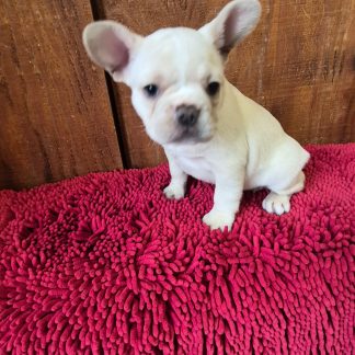 Female  AKC French Bulldog $1499!!