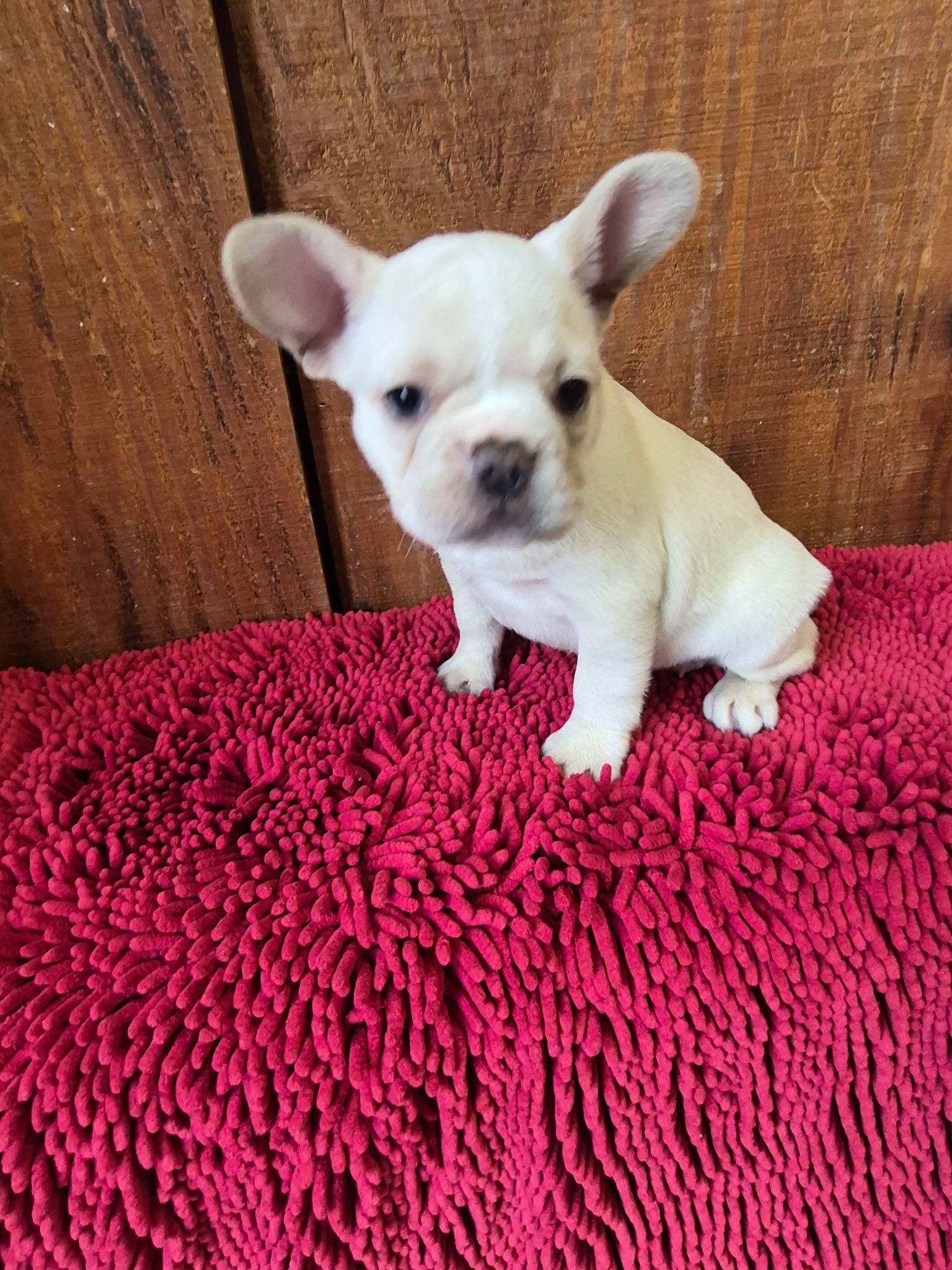 Female AKC French Bulldog $1499!!