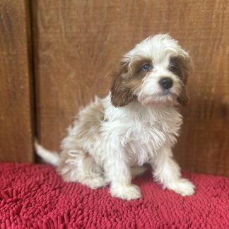 Male Cavapoo $899