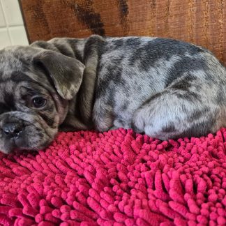 Male Merle AKC French Bulldog pup $1999