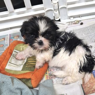 Teddy bear puppy sale: all $799!!