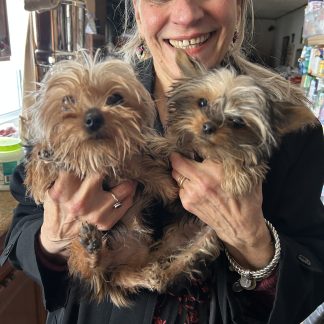 Female mini-Yorkie pair $2299.00!!