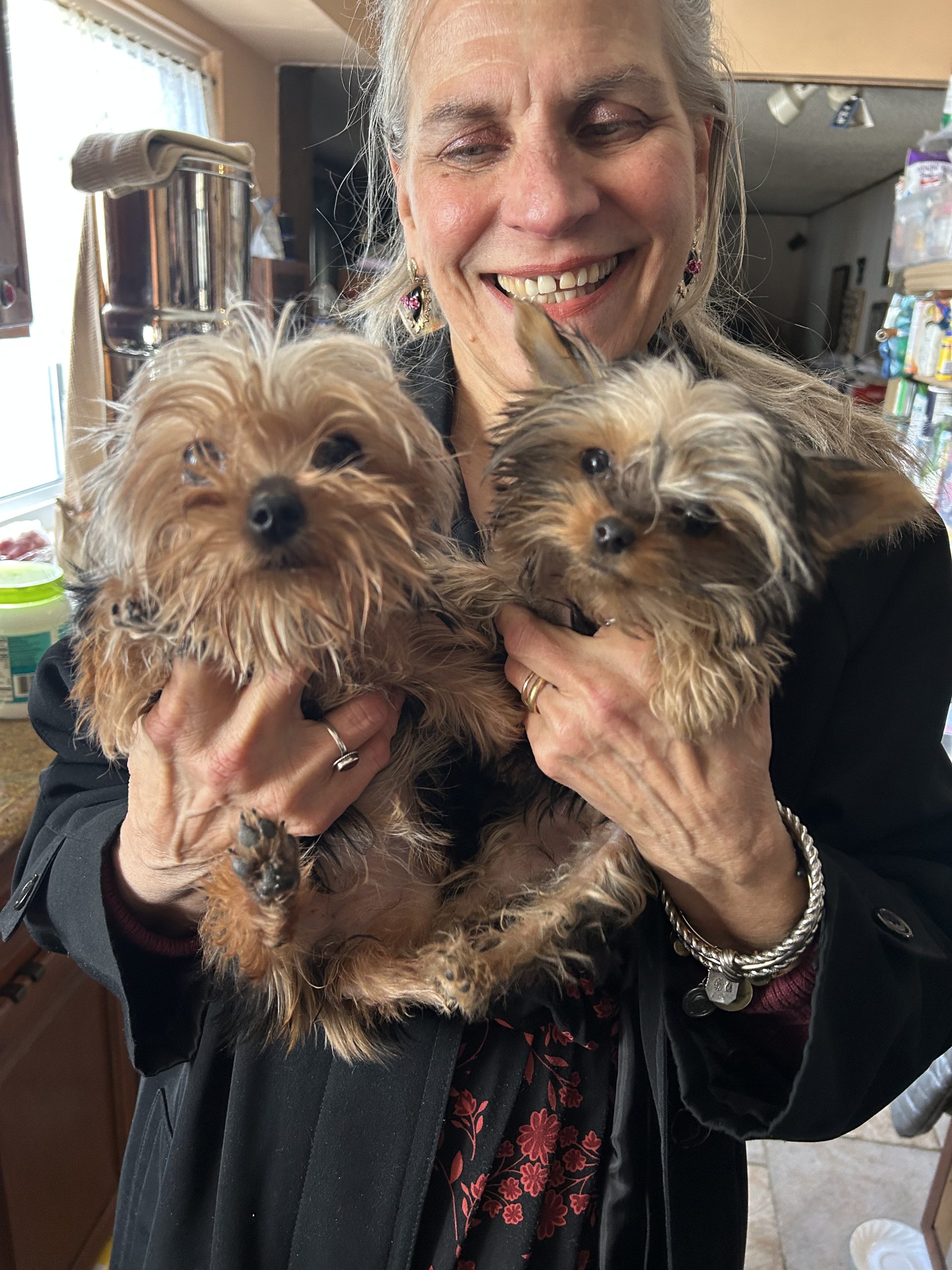 Female mini-Yorkie pair $2299.00!!