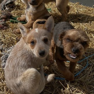 Blue heeler- Puggle pups $449