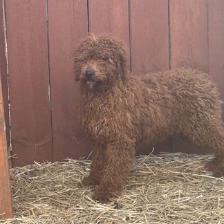 Male Cavapoo $699