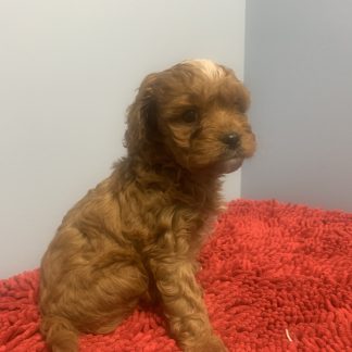 Male Cavapoo $999