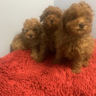 M,F Mini-poodle $999