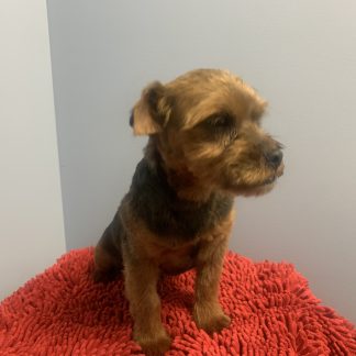 Male Yorkie-poo $599