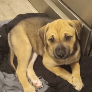 Boxer-Husky-Wolf $299