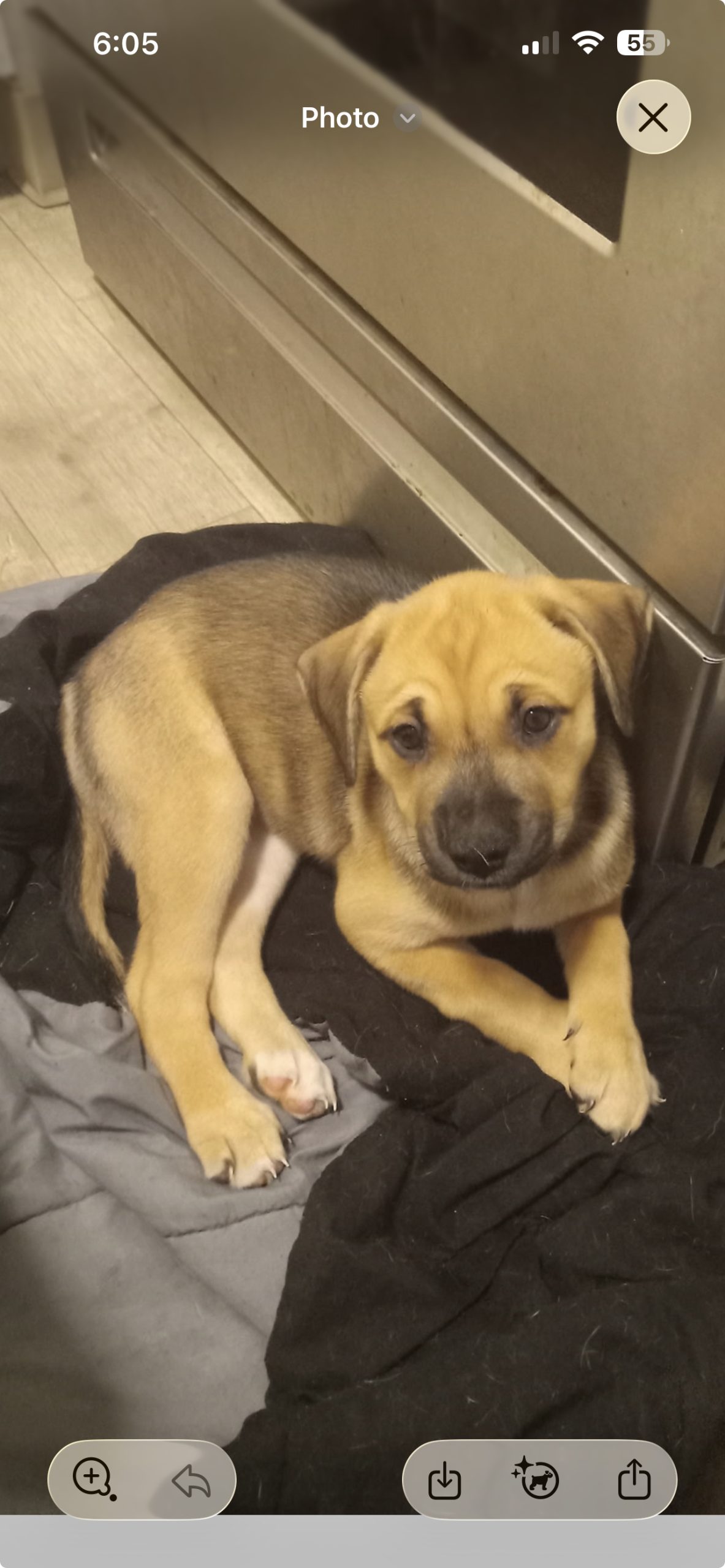 Boxer-Husky-Wolf $299