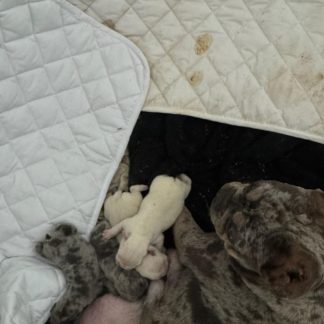 French Bulldog pups coming April 8: $1499-$1999