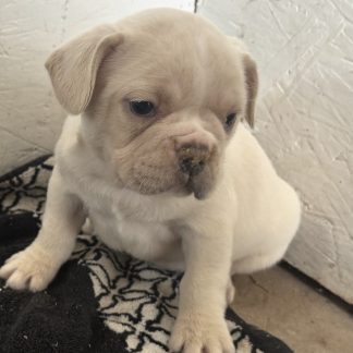 @ Female AKC French Bulldogs arriving April 1, 2026 $1499
