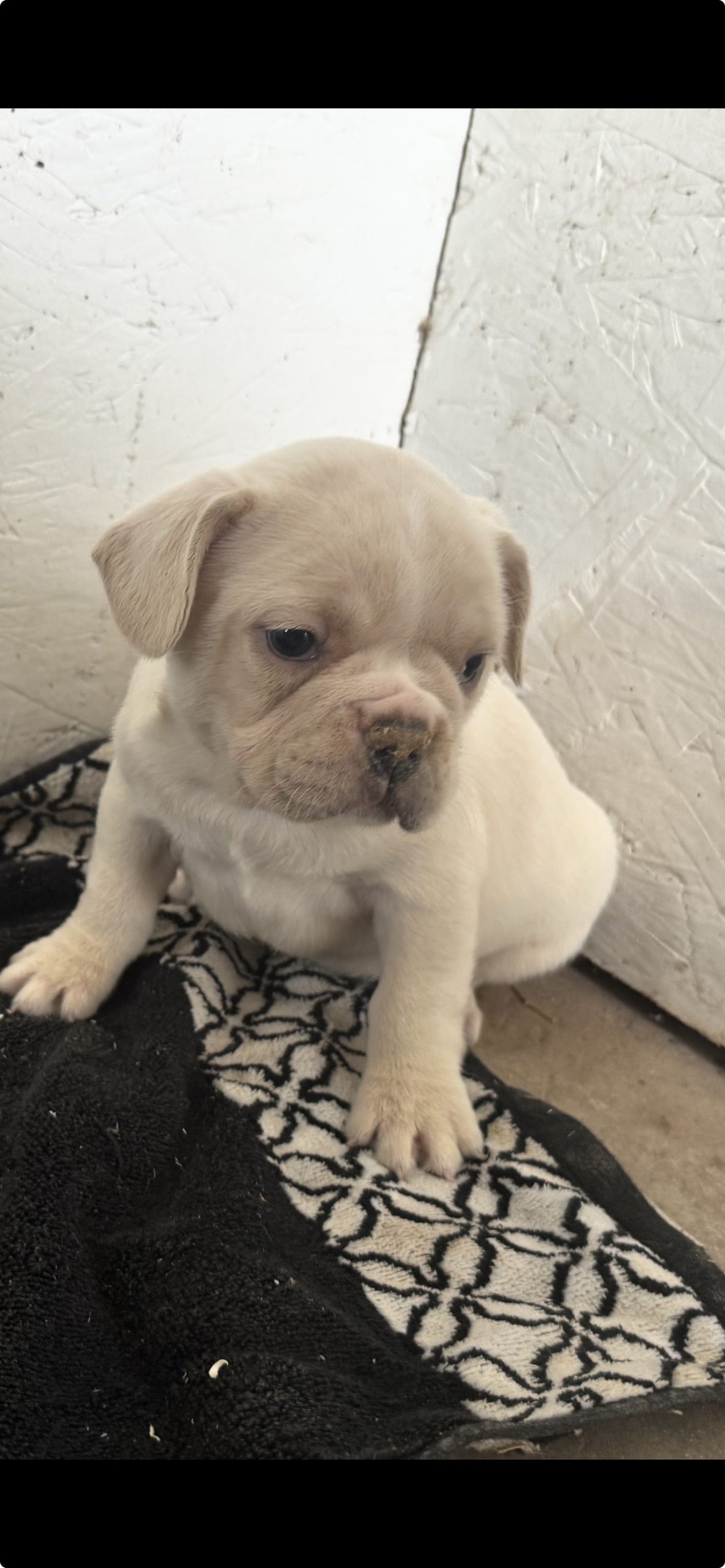 @ Female AKC French Bulldogs arriving April 1, 2026 $1499