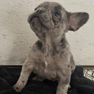 AKC male French Bulldog arriving April 1. $1999