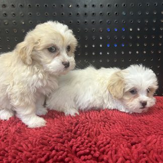 Shih-poo pups M & F  $1099