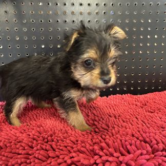 Yorkie female $949