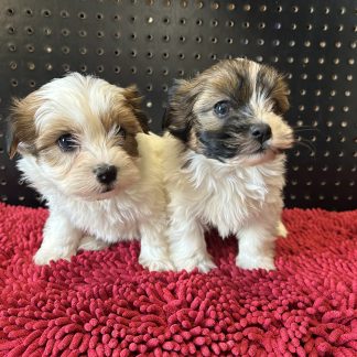 Miniature Teddy bears females $899