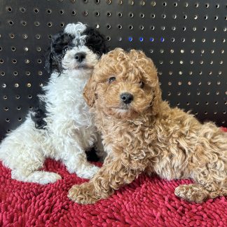 ICA registered female Mini-poodle puppies $1099