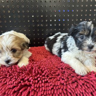 Miniature Teddy bears males $899