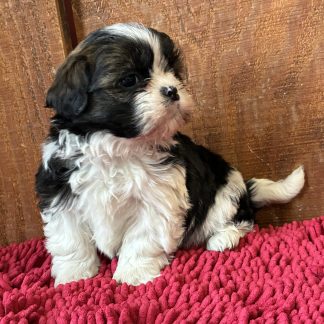 Teddy bears sale puppy #13  $799!!!