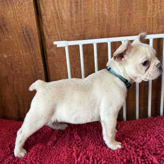 AKC female  French bulldog #2 $1499