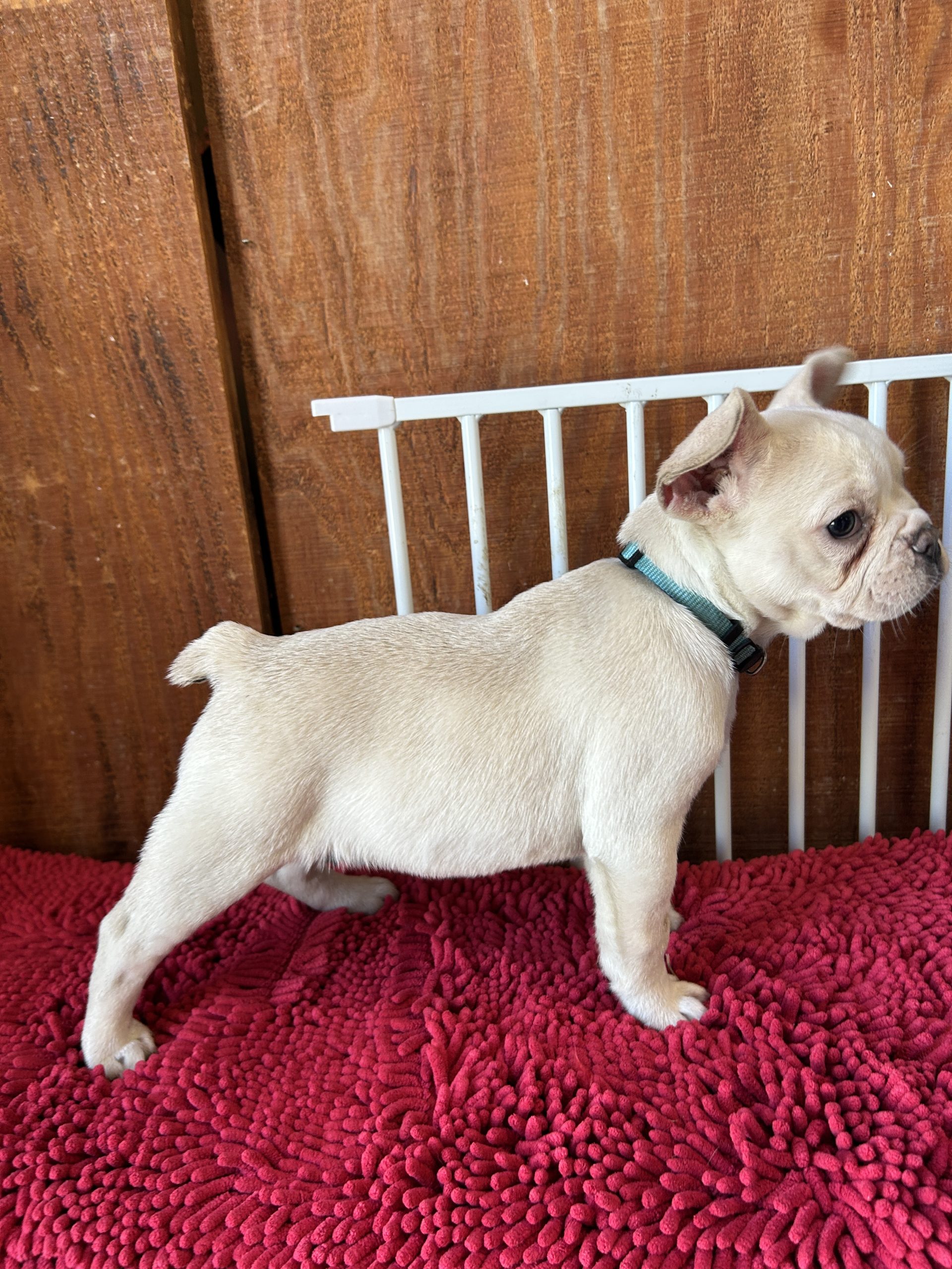 AKC female French bulldog #2 $1499