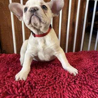 Female AKC French Bulldog puppy $1499!