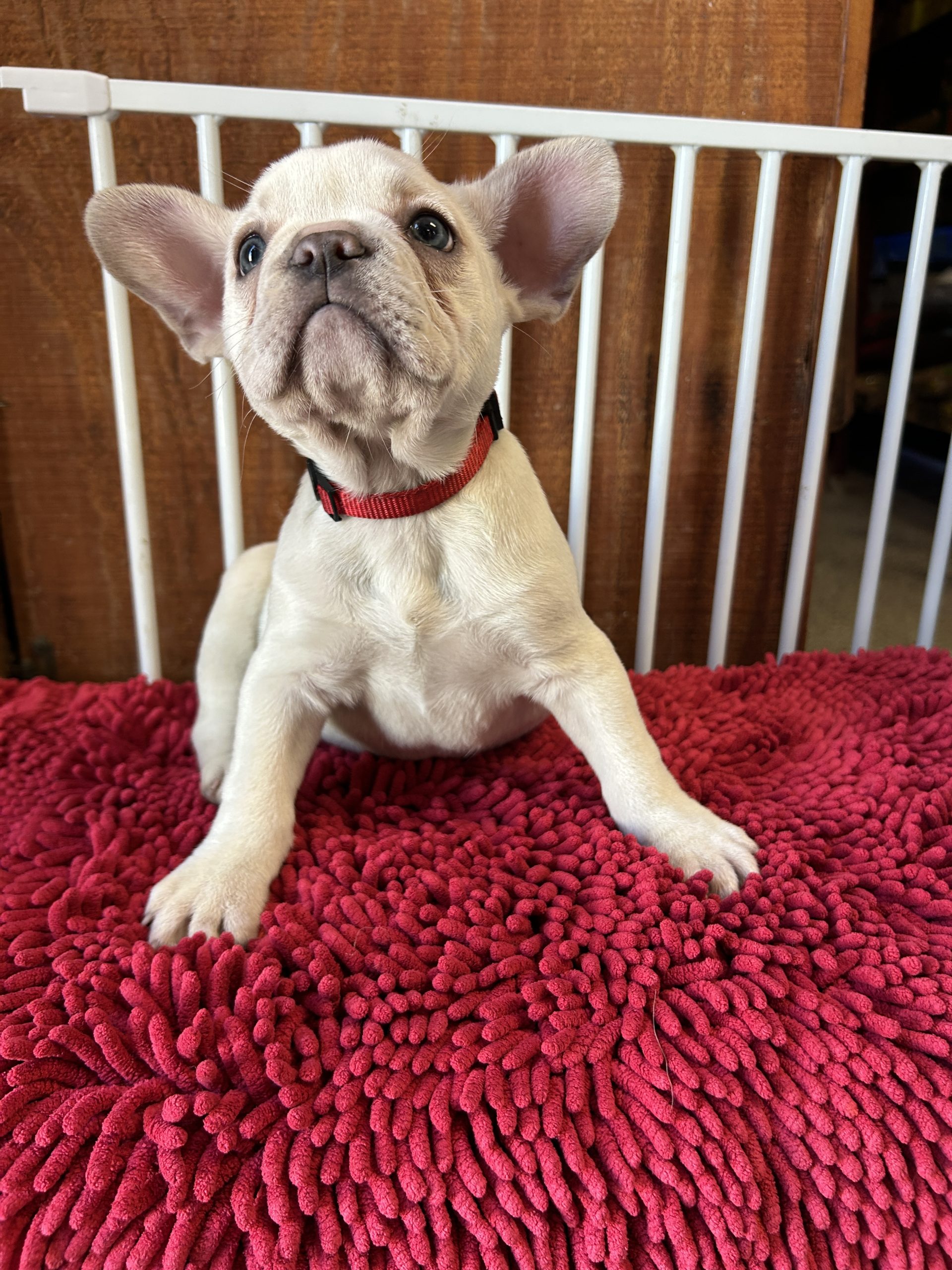 Female AKC French Bulldog puppy $1499!