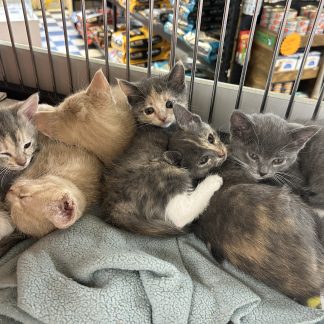 Beautiful and purr-fect kittens! Only $249