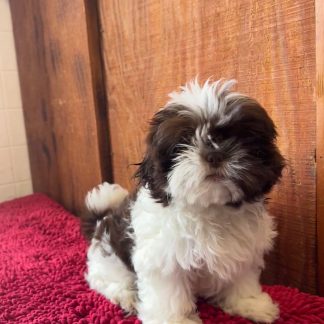 Female AKC Shihtzu $899