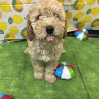 AKC Female mini-poodle $999