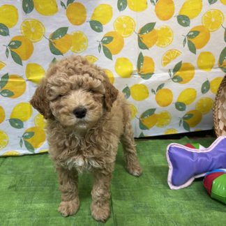 Mini Goldendoodle male $899