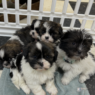 Teddy bear puppies $799!