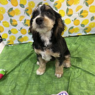 Mini Berniedoodles $799!!