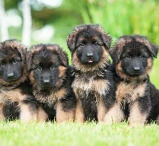 German- Australian Shepherd puppies arriving April 15 $399 $499