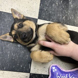 German- Australian Shepherd puppies  $449