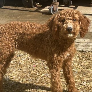 Cavapoos male and female $499, $699.
