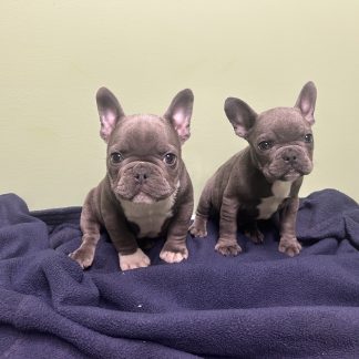 Male blue AKC French Bulldogs $1999!!