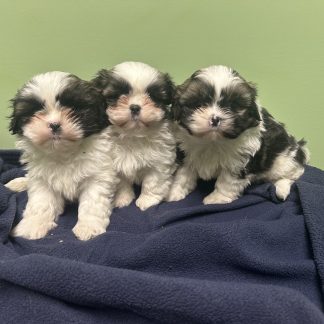 Shihtzu puppies $899