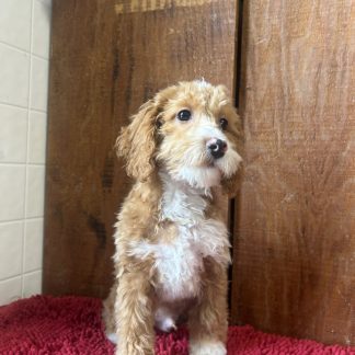 AKC male mini poodle $999