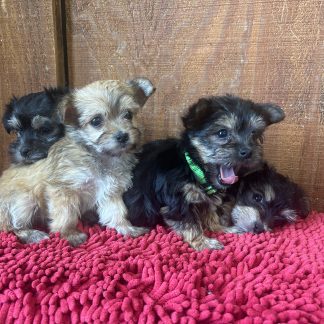 Morkie puppies $999