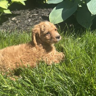 Cavapoo Puppy #1 $999