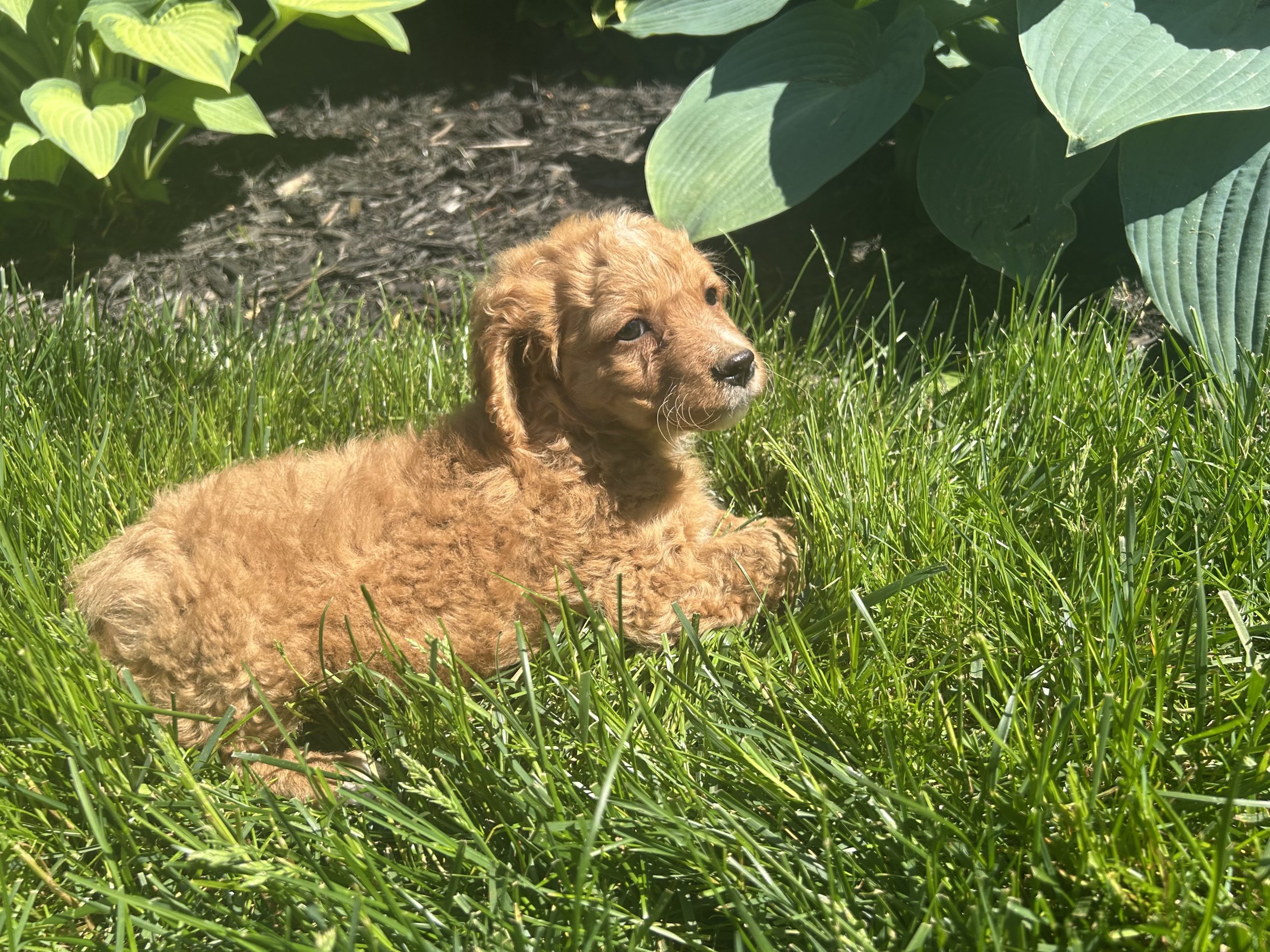 Cavapoo Puppy #1 $999