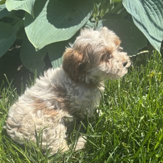 Cavapoo #2 $999