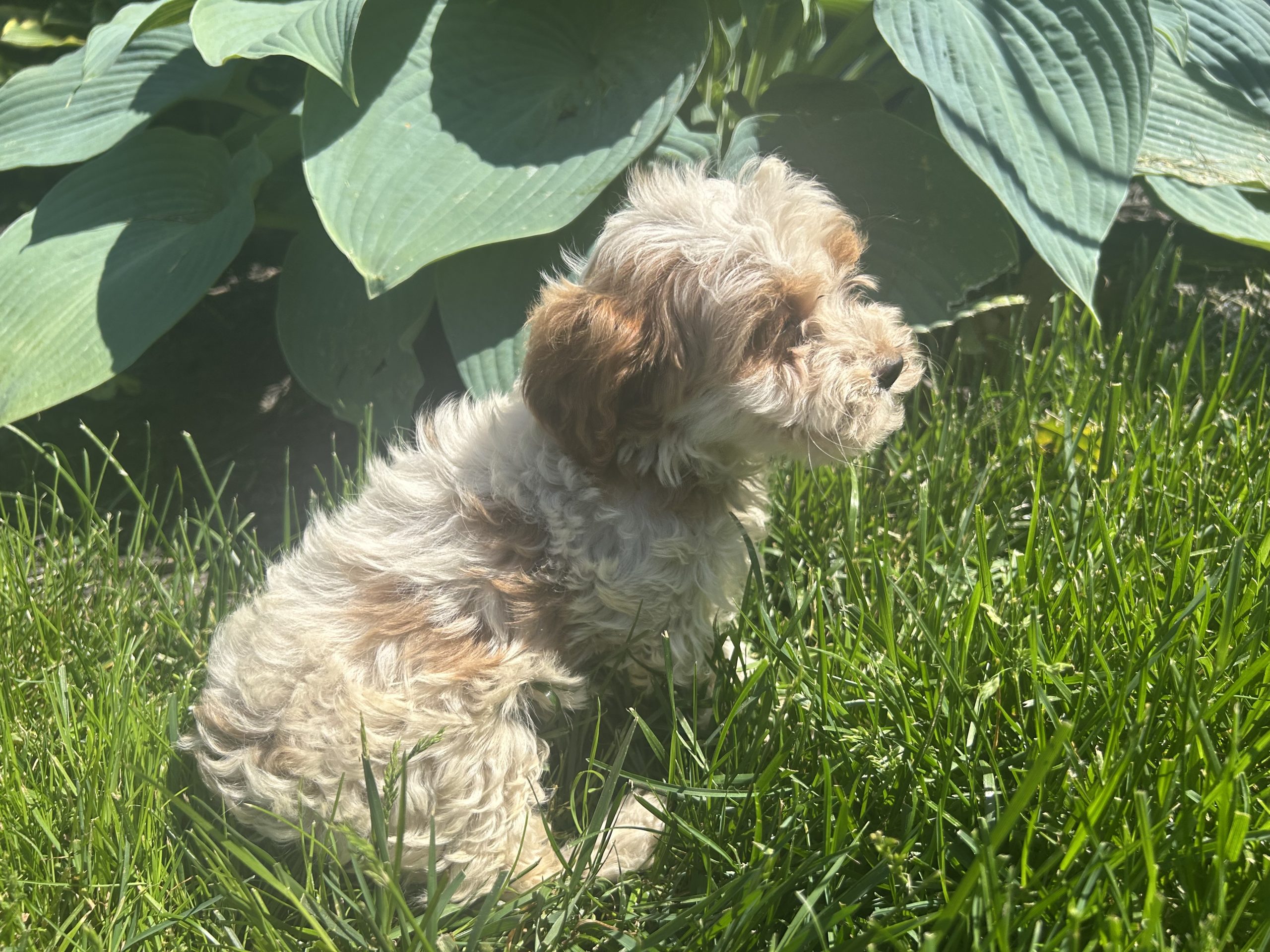 Cavapoo #2 $999