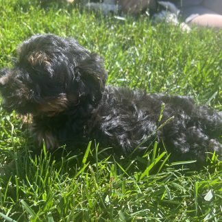 Cavapoo puppy #4 $999